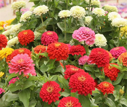 煙臺草坪種子.jpg 煙臺草坪種子.jpg