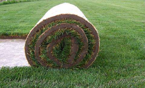 煙臺草坪種子1.jpg 煙臺草坪種子1.jpg